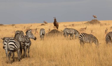 Bir grup zebra kuru çayırlarda duruyor.. 