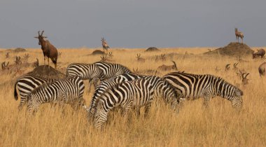 Bir grup zebra kuru çayırlarda duruyor.. 