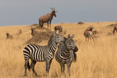 Bir grup zebra kuru çayırlarda duruyor.. 