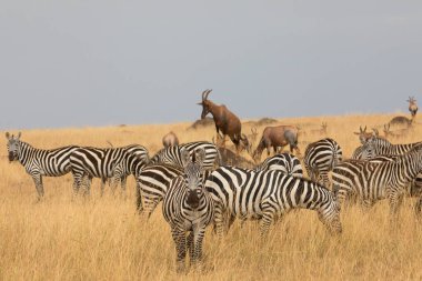 Bir grup zebra kuru çayırlarda duruyor.. 
