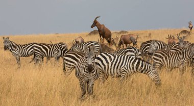 Bir grup zebra kuru çayırlarda duruyor.. 
