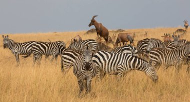 Bir grup zebra kuru çayırlarda duruyor.. 