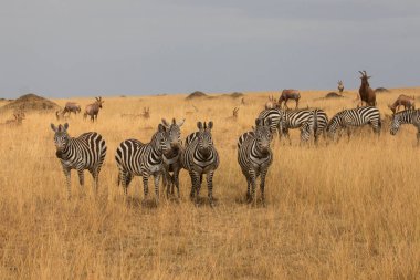 Bir grup zebra kuru çayırlarda duruyor.. 
