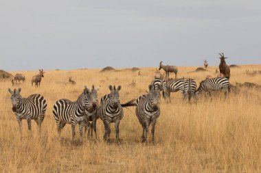 Bir grup zebra kuru çayırlarda duruyor.. 