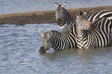 Zebras are standing in water and drinking this water.  clipart