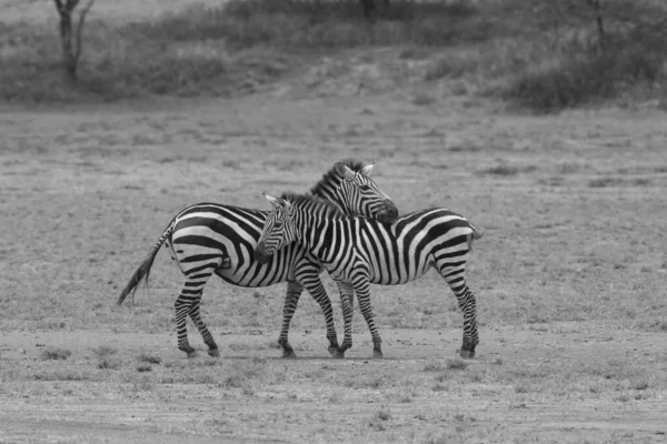 Group Zebras Standing Dry Grass Savannah — Stock Photo, Image