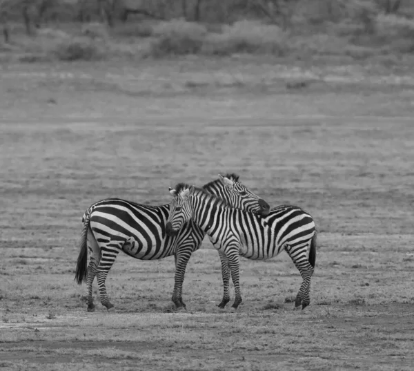 Bir Grup Zebra Kuru Çayırlarda Duruyor — Stok fotoğraf