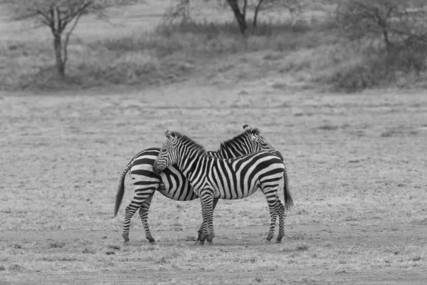 Grupo Zebras Está Savana Grama Seca — Fotografia de Stock