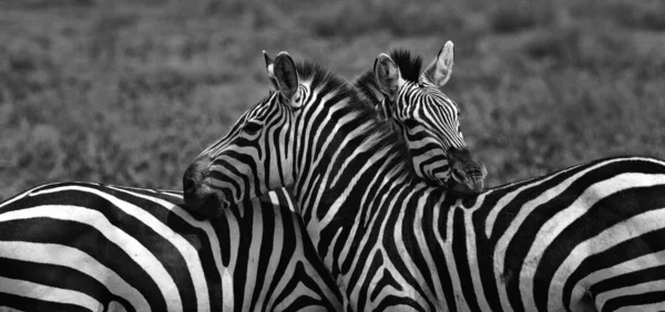 Groep Zebra Staat Droge Gras Savanne — Stockfoto