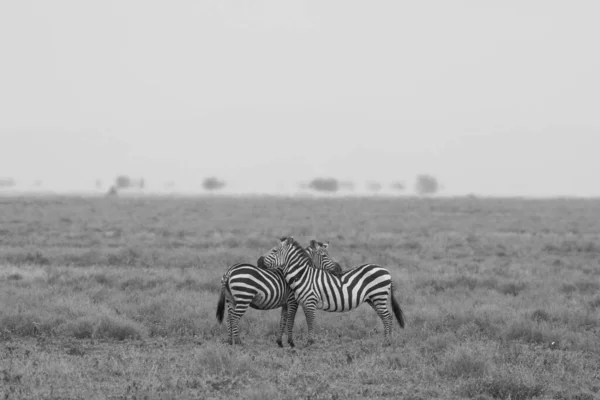 Groep Zebra Staat Droge Gras Savanne — Stockfoto