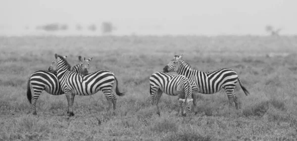 Grupo Zebras Está Savana Grama Seca — Fotografia de Stock