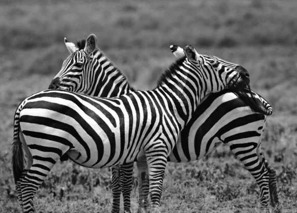 Group Zebras Standing Dry Grass Savannah — Stock Photo, Image