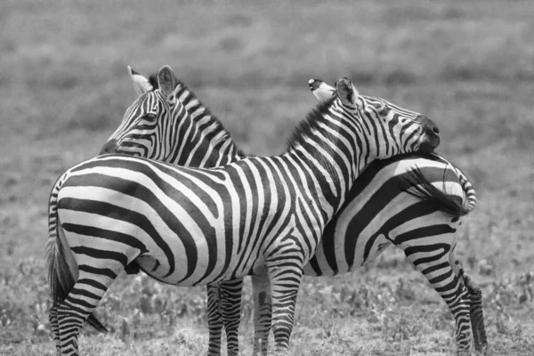Grupul Zebre Este Picioare Savana Iarbă Uscată — Fotografie, imagine de stoc