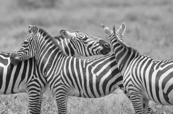 Gruppo Zebre Piedi Erba Secca Savana — Foto Stock