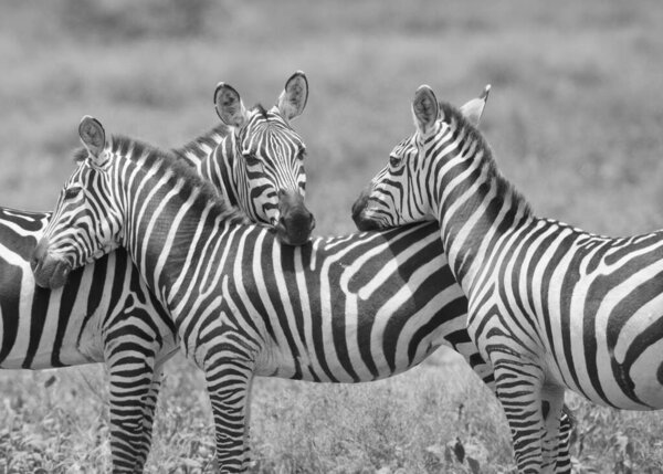 Group of zebras is standing in dry grass savannah.