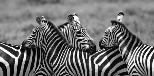 Bir Grup Zebra Kuru Çayırlarda Duruyor — Stok fotoğraf