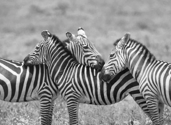 Grupo Zebras Está Savana Grama Seca — Fotografia de Stock