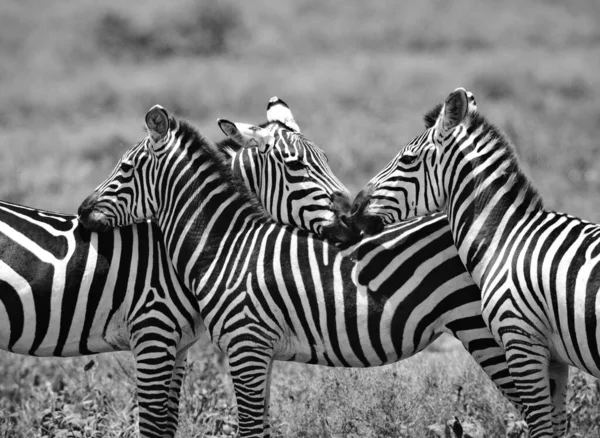 Bir Grup Zebra Kuru Çayırlarda Duruyor — Stok fotoğraf