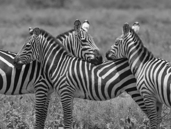 Group Zebras Standing Dry Grass Savannah — Stock Photo, Image