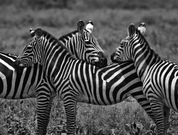 Grupo Zebras Está Savana Grama Seca — Fotografia de Stock