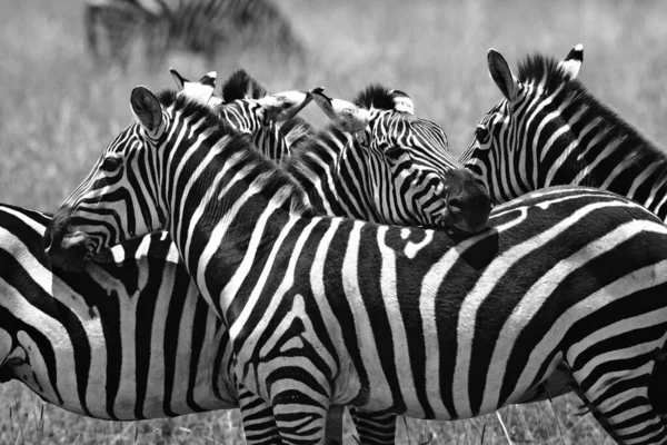 Groupe Zèbres Est Debout Dans Savane Herbe Sèche — Photo