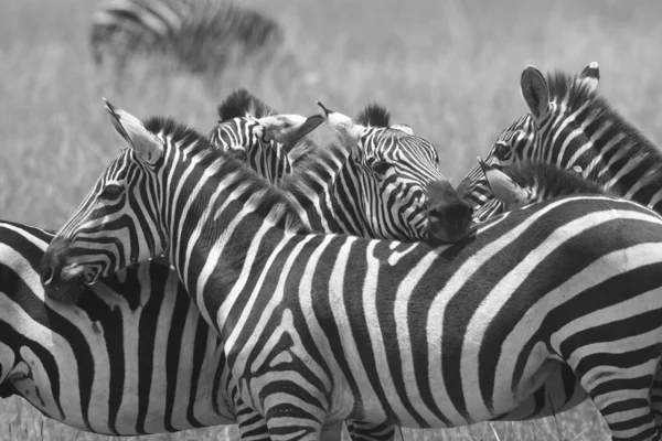 Grupo Zebras Está Savana Grama Seca — Fotografia de Stock