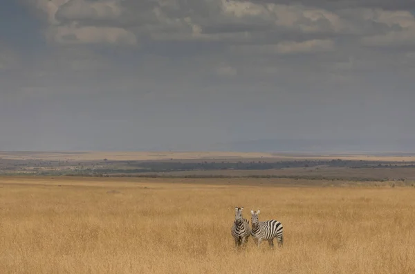 Groupe Zèbres Est Debout Dans Savane Herbe Sèche — Photo