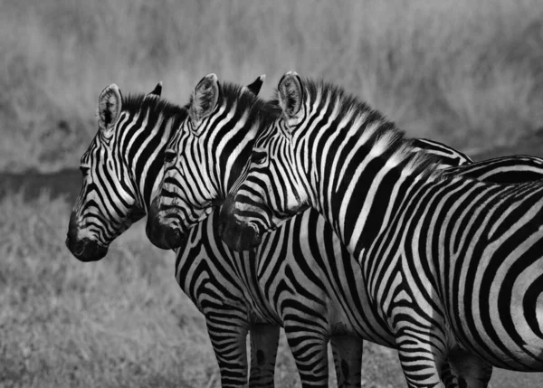 Grupul Zebre Este Picioare Savana Iarbă Uscată — Fotografie, imagine de stoc