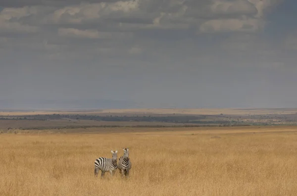 Grupo Zebras Está Savana Grama Seca — Fotografia de Stock