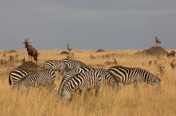 Bir Grup Zebra Kuru Çayırlarda Duruyor — Stok fotoğraf