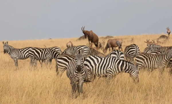 Groupe Zèbres Est Debout Dans Savane Herbe Sèche — Photo