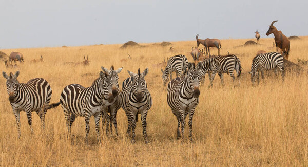 Group of zebras is standing in dry grass savannah.
