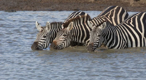 Las Cebras Están Pie Agua Bebiendo Esta Agua —  Fotos de Stock