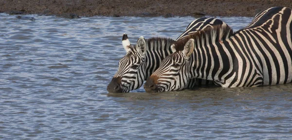 Las Cebras Están Pie Agua Bebiendo Esta Agua —  Fotos de Stock