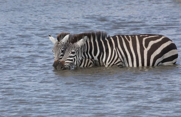 Zebras Estão Água Bebendo Esta Água — Fotografia de Stock