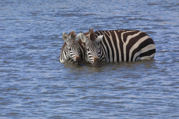 Zebras are standing in water and drinking this water.