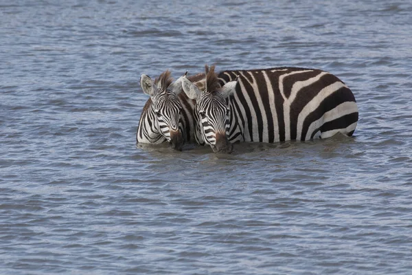 Zebras Estão Água Bebendo Esta Água — Fotografia de Stock