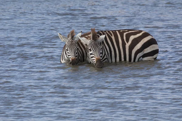 Les Zèbres Sont Debout Dans Eau Boivent Cette Eau — Photo