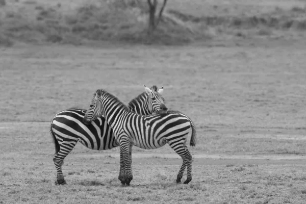 Grupo Zebras Está Savana Grama Seca Imagens De Bancos De Imagens
