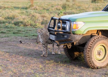 Genç çitalar doğal ortamlarında.