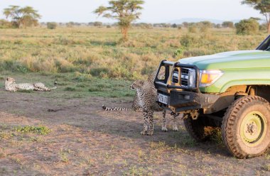 Genç çitalar doğal ortamlarında.