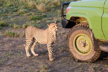 Genç çitalar doğal ortamlarında.