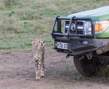 Genç çitalar doğal ortamlarında.