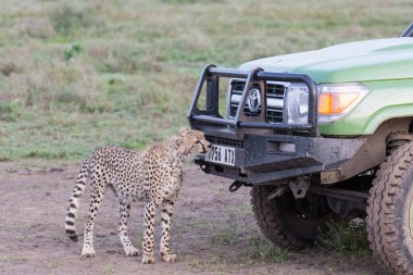 Genç çitalar doğal ortamlarında.