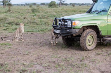 Genç çitalar doğal ortamlarında.