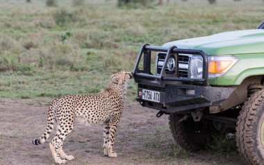 Genç çitalar doğal ortamlarında.
