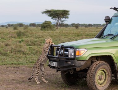 Genç çitalar doğal ortamlarında.