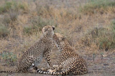 Genç çitalar doğal ortamlarında.