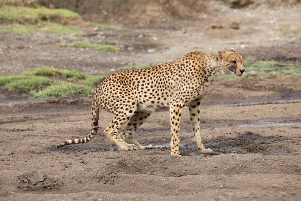 Junge Geparden Ihrem Natürlichen Lebensraum — Stockfoto