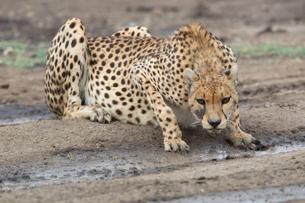 Giovani Ghepardi Nel Loro Habitat Naturale — Foto Stock